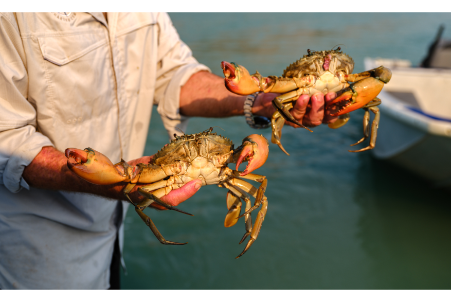 Kimberley mudcrabs, caught and cooked over a beachside fire.