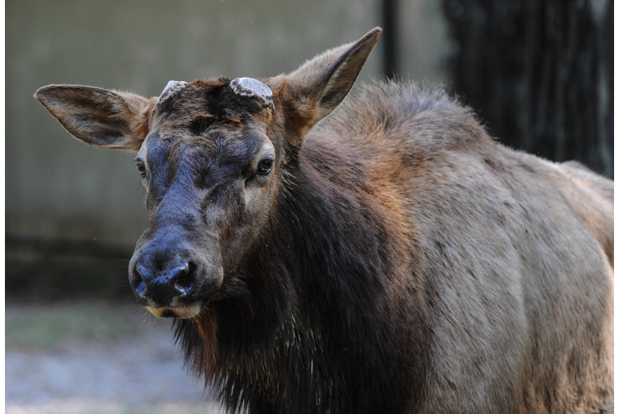 Moose calf at the Baton Rouge Zoo