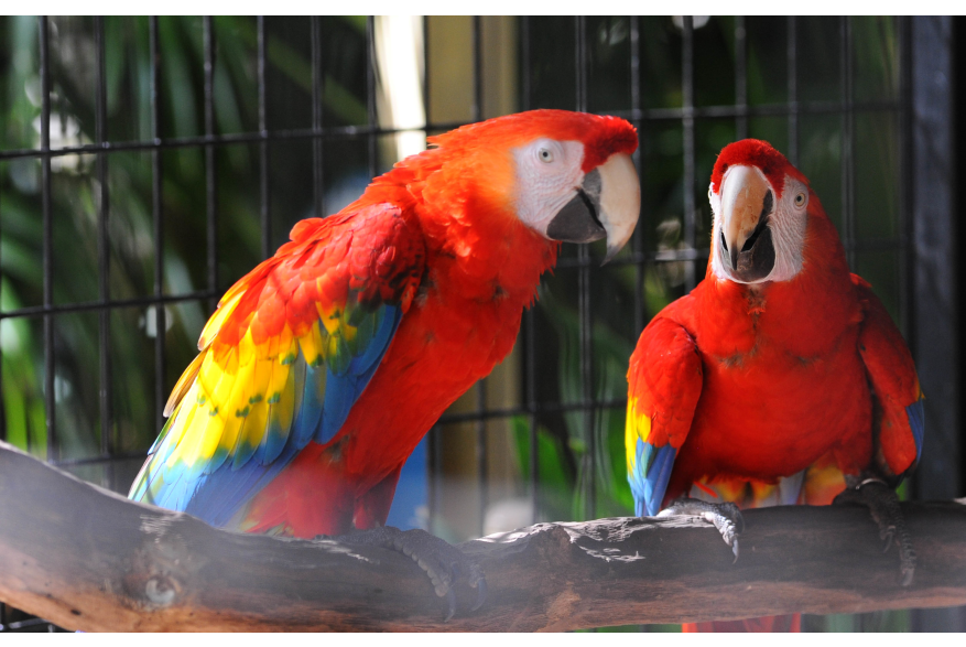 Macaws at the Baton Rouge Zoo