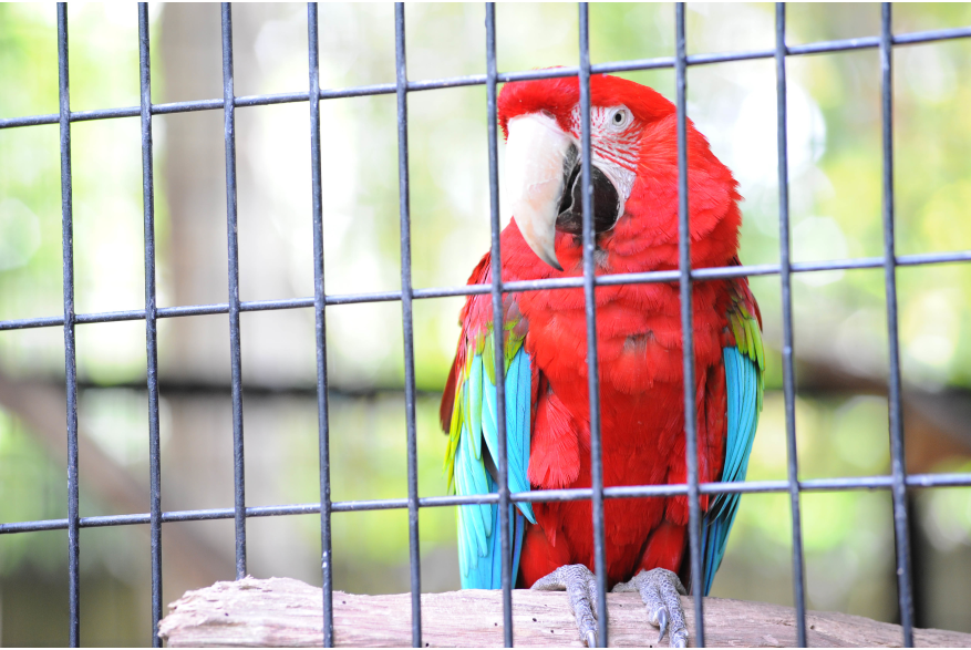 Macaw at the Baton Rouge Zoo