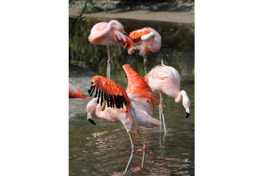 Flamingos at the Baton Rouge Zoo