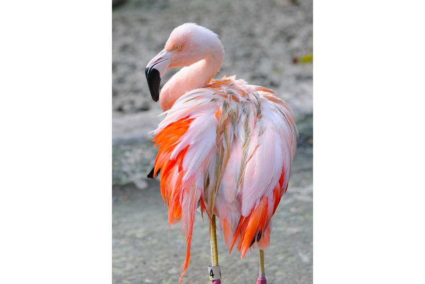 Baton Rouge Zoo Flamingo