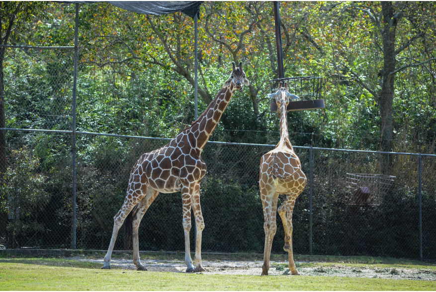 Giraffes at the Baton Rouge Zoo