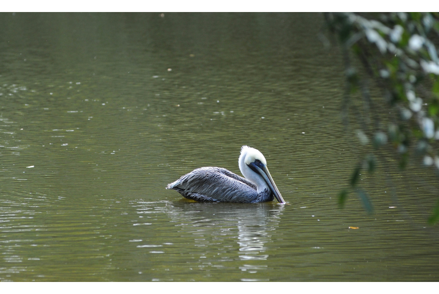 Pelican at the Baton Rouge Zoo