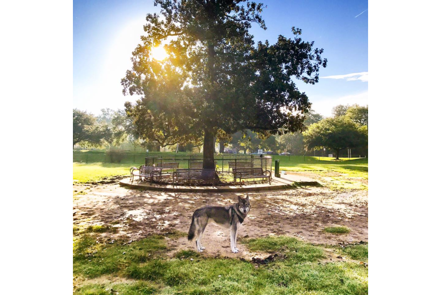 Raising Cane's Dog Park