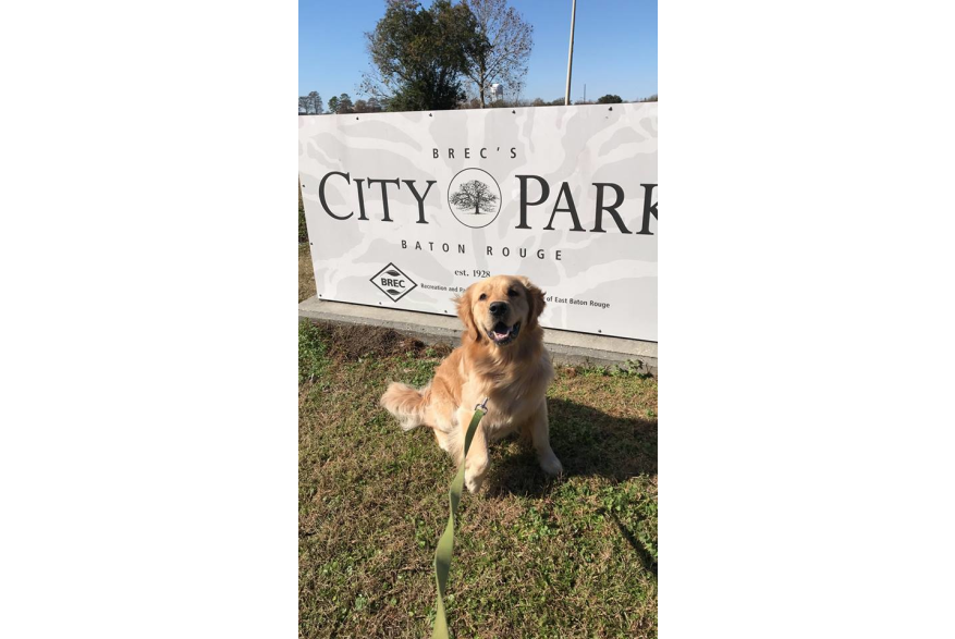 Sully at City-Brooks Dog Park