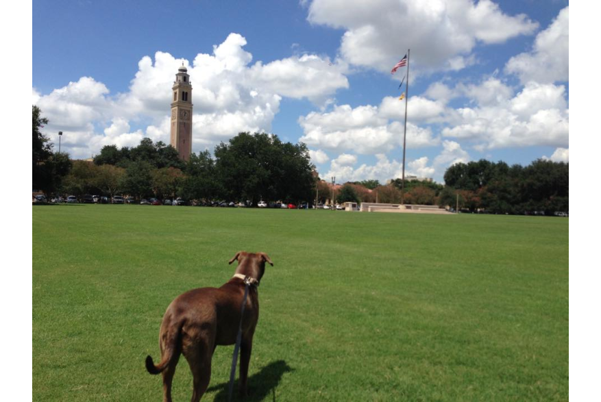 Gus at the LSU Parade Grounds