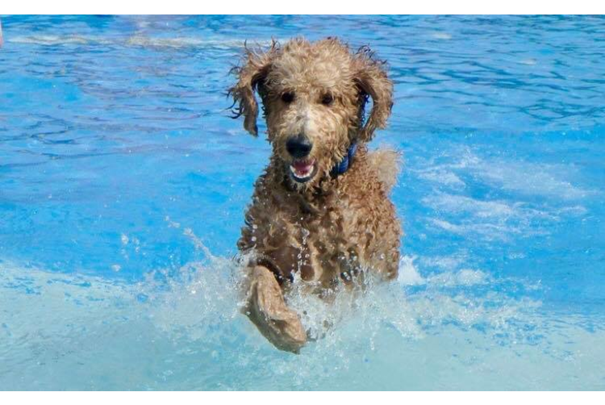Mako at Liberty Lagoon Summer Pawty
