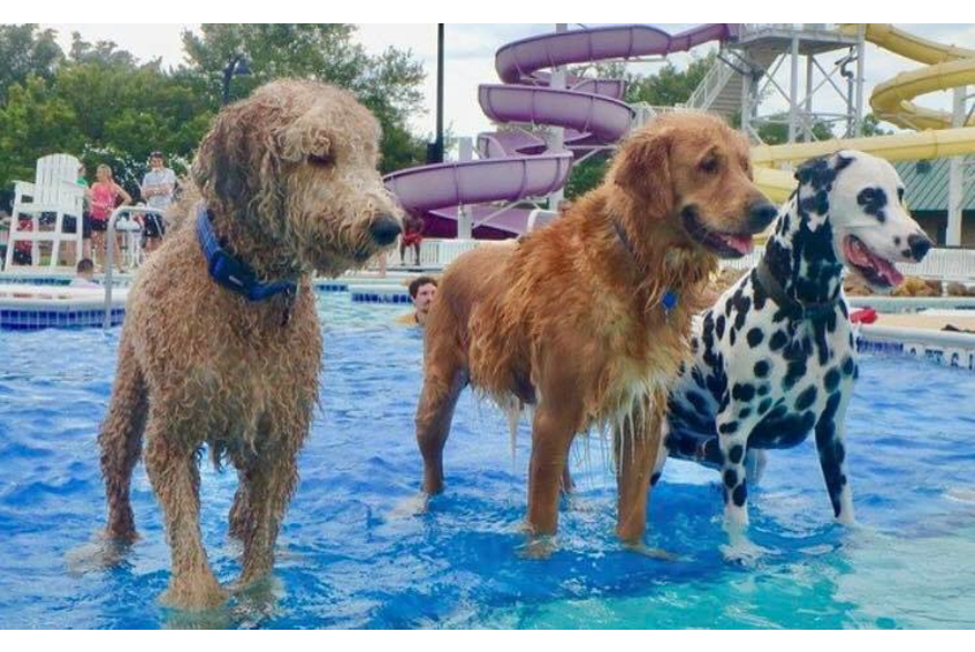 Mako and friends at Liberty Lagoon