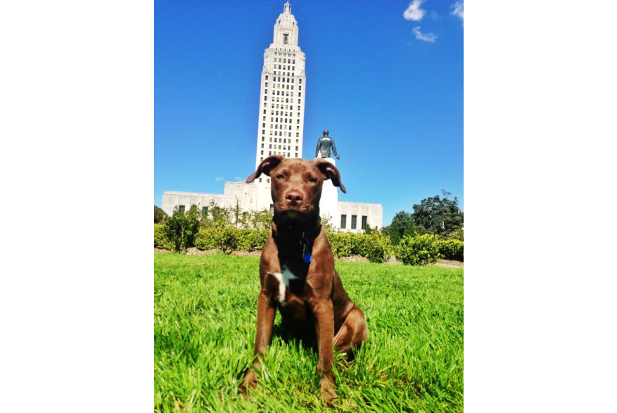 State Capitol Pet-Friendly