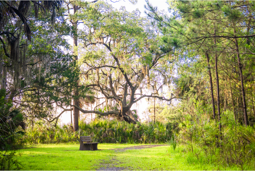 Widgeon Point Preserve Bench
