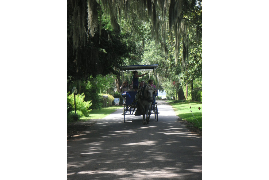 Horse drawn tour