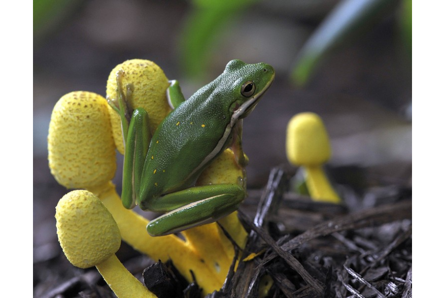 Green frog on yellow plant