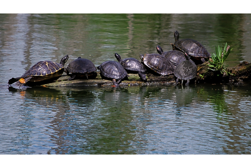 Turtles on a log at Shangri La