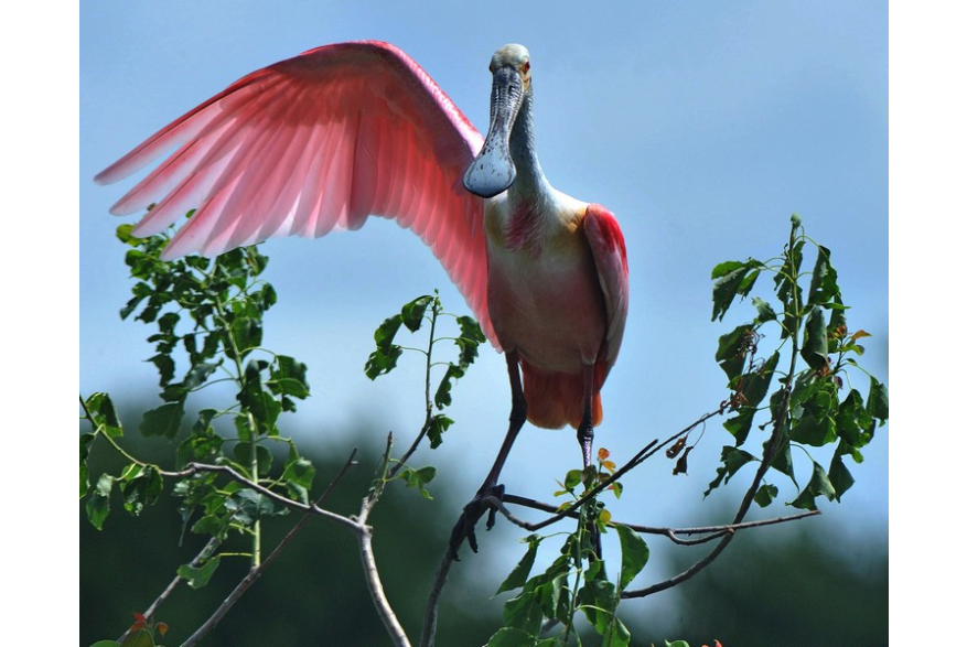 You Who waves Roseate Spoonbill