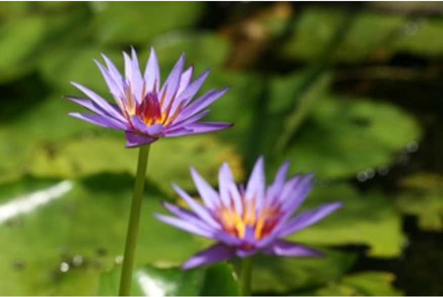 Buu Mon Lotus Flowers