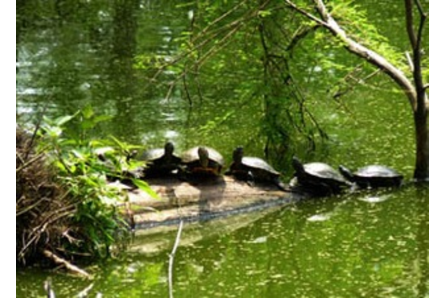 Turtles In the Sun