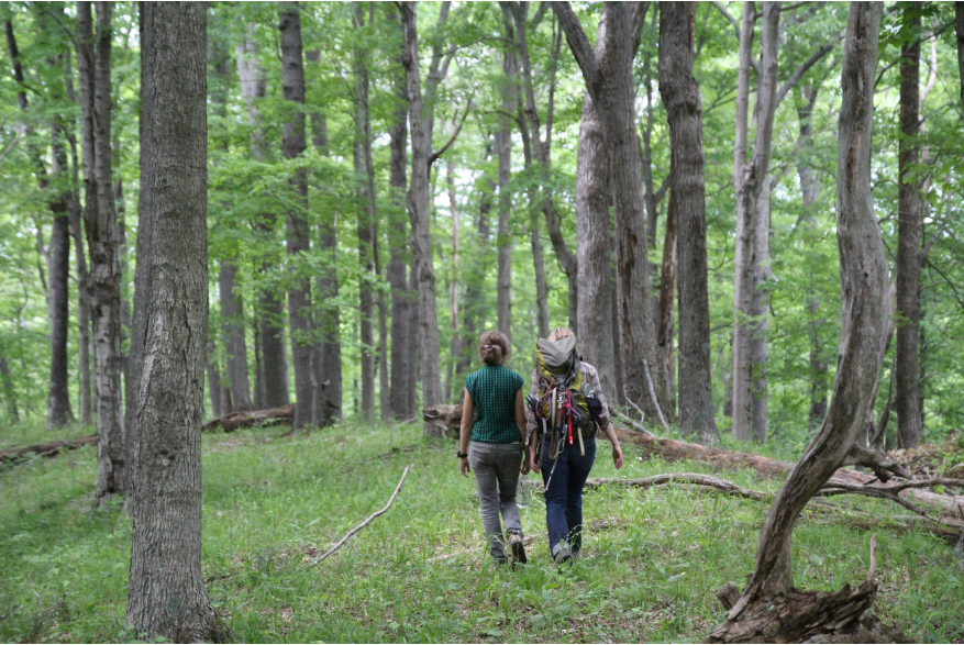Hikers in Hoosier National Forest