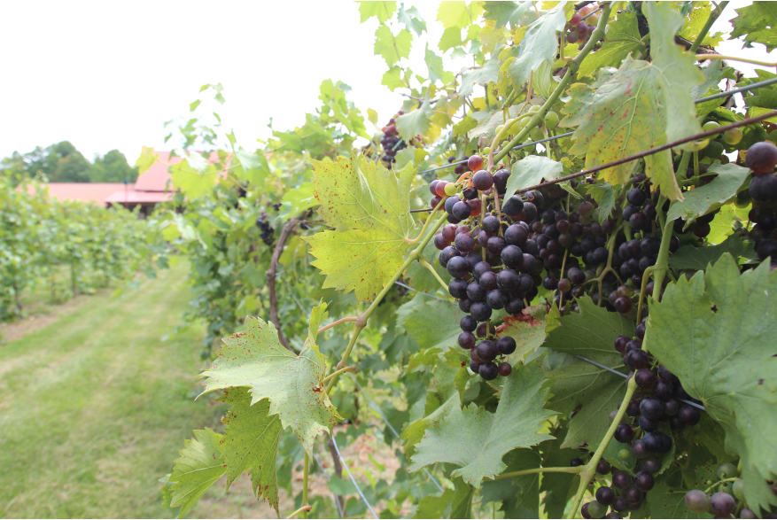 Butler Winery