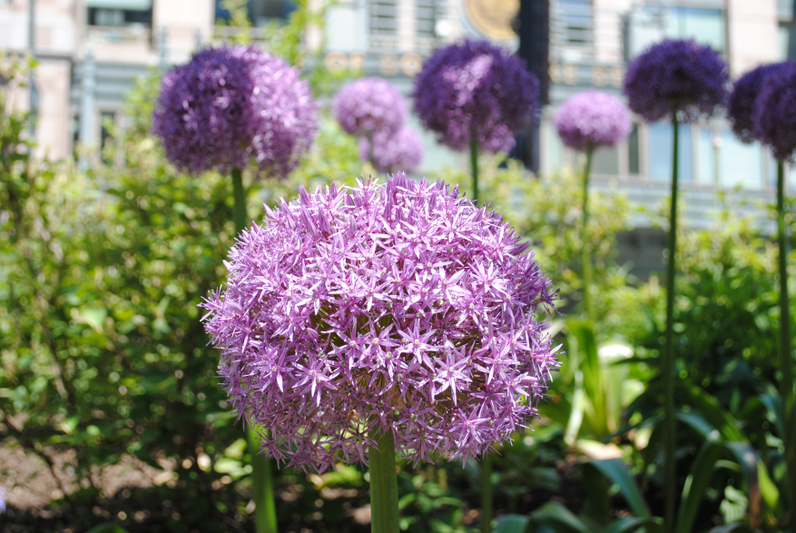 Organic landscapes on the Greenway (Alliums are a signature bloom)