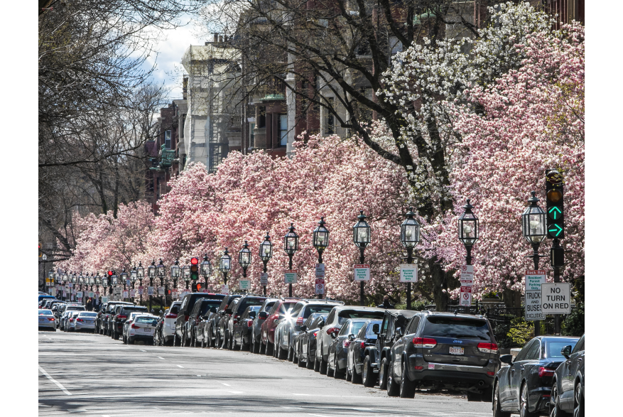 Spring Blooms - Commonwealth Ave
