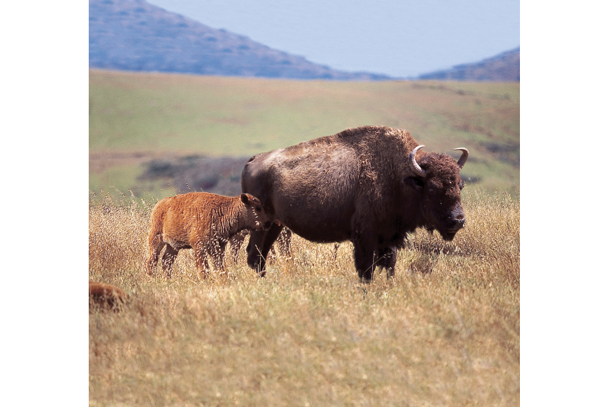 baby-buffalo-spring.jpg