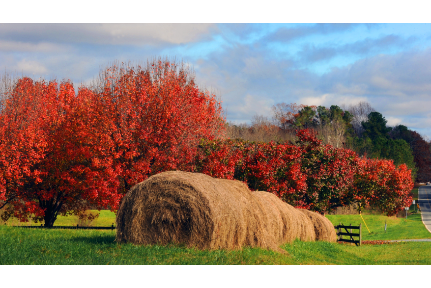 Orange County Fall Scene.JPG