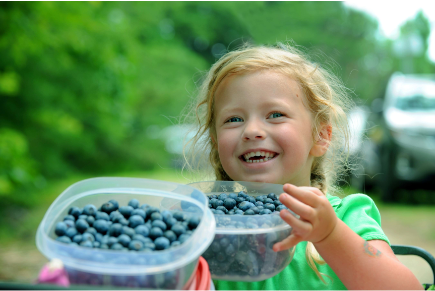 Cedar Grove Blueberry Farm.jpg