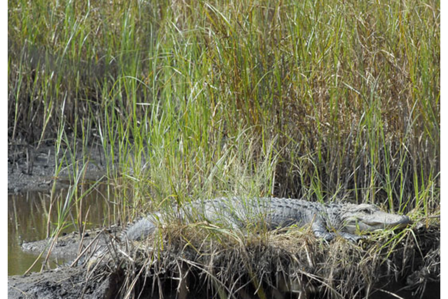 Ravenel Caw Caw Interpretive Center