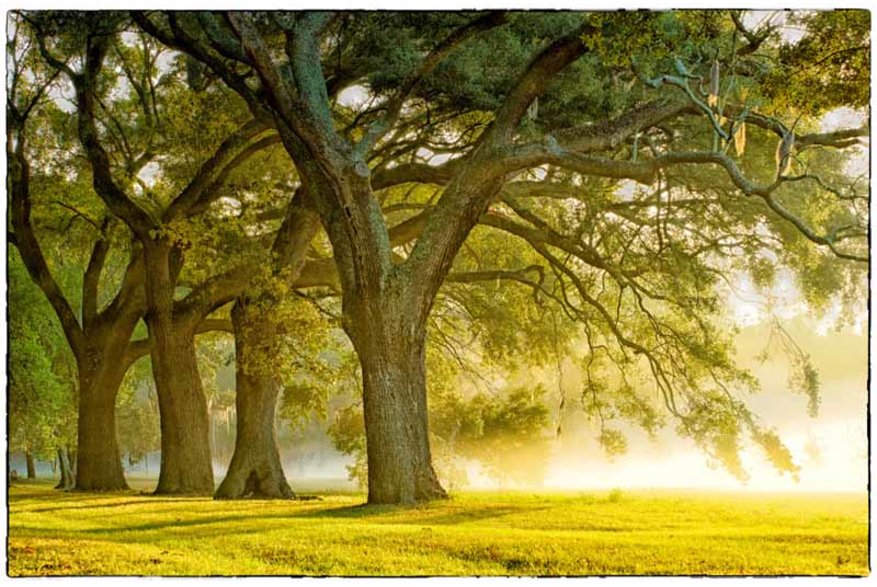McLeod Plantation