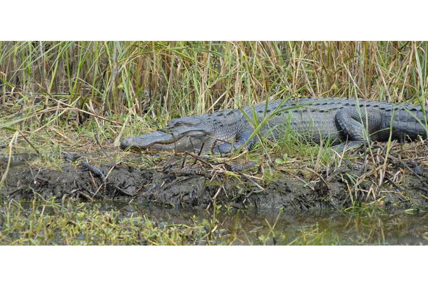 Ravenel Caw Caw Interpretive Center