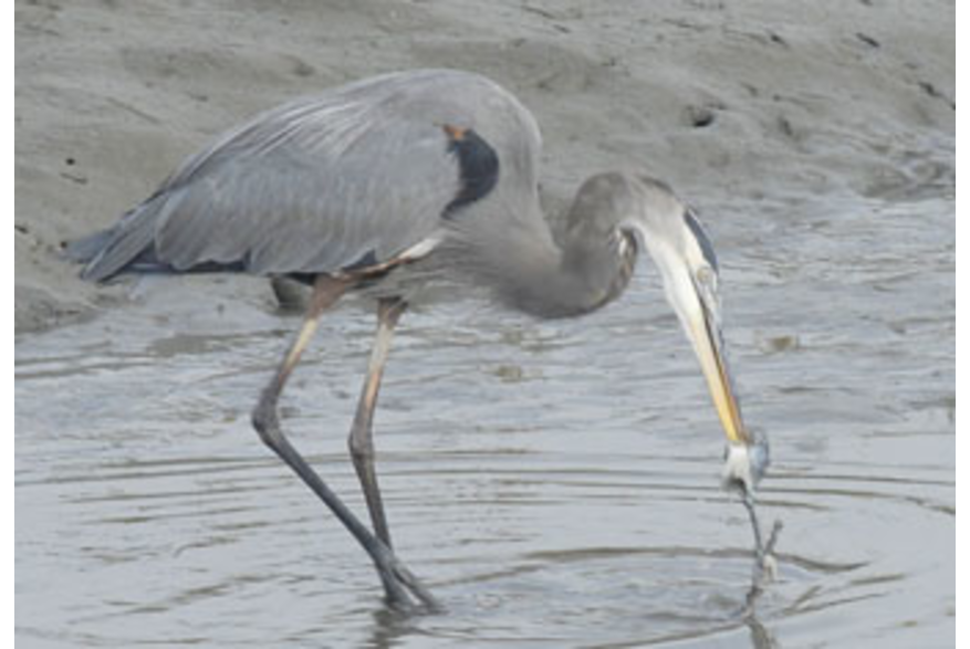 Ravenel Caw Caw Interpretive Center