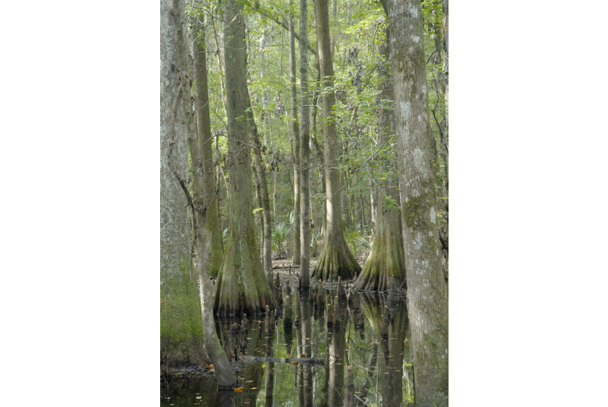 Ravenel Caw Caw Interpretive Center