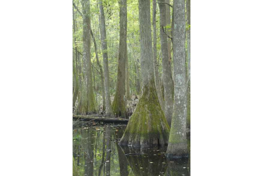Ravenel Caw Caw Interpretive Center