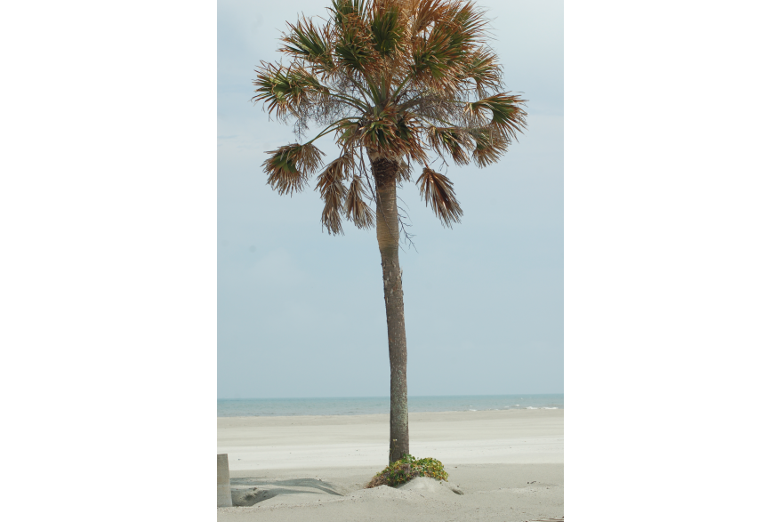June 4 Folly Beach County Park Shore Stabilization