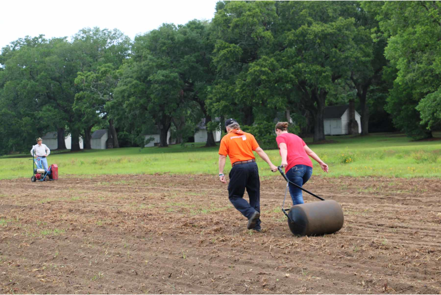 Rolling soil to flatten after seed planting
