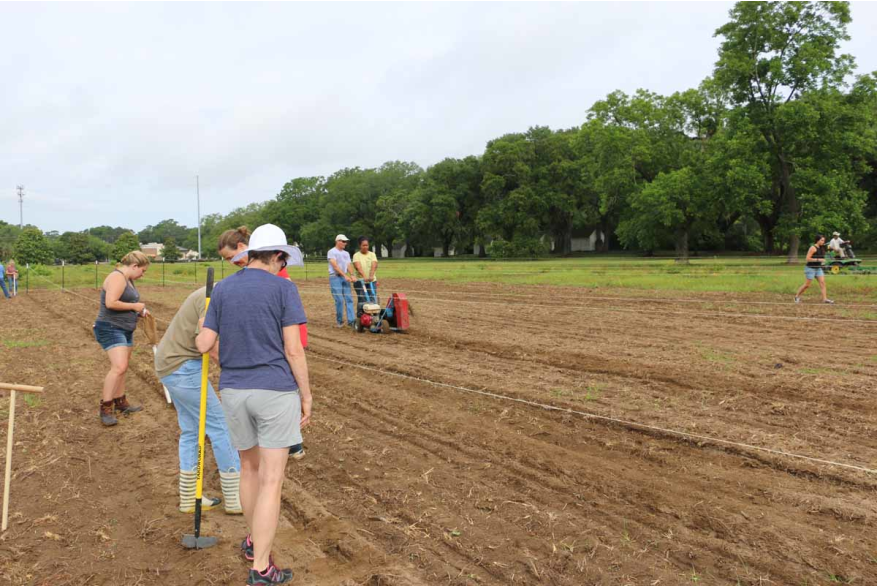 Volunteers and park staff plant seeds.