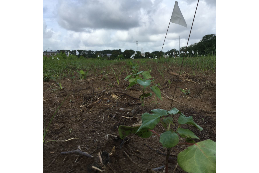 Sea Island Cotton Seedling