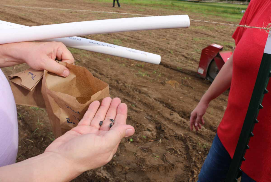 Sea Island Cotton seeds - Gossypium barbadense