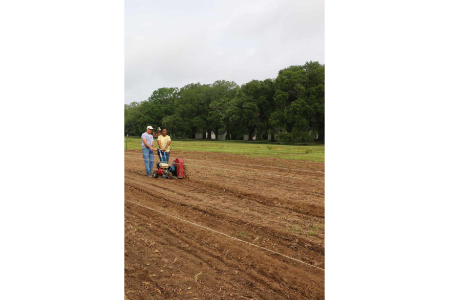 Volunteers till soil