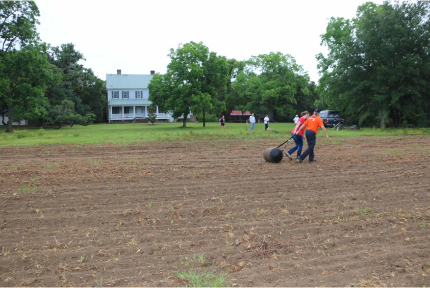 Rolling soil to flatten after seed planting
