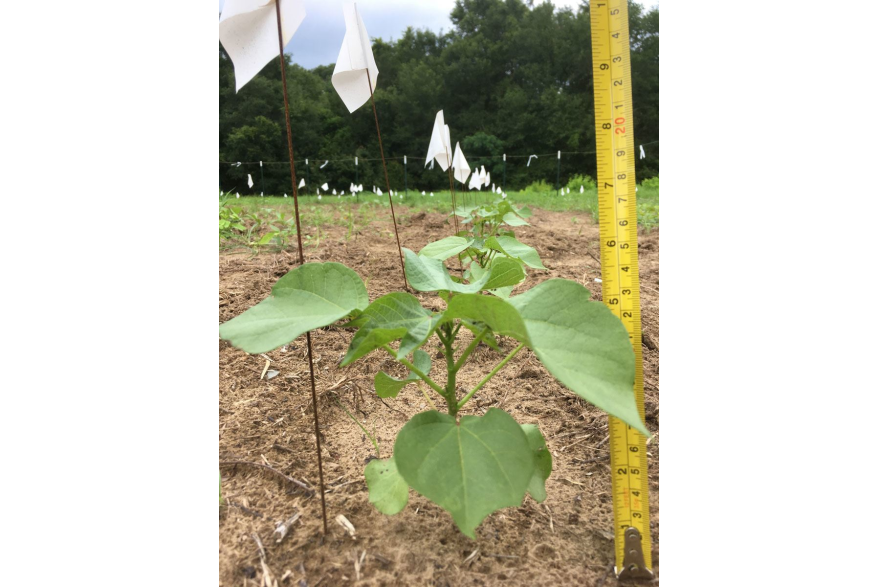 Sea Island Cotton - 5 Weeks Out