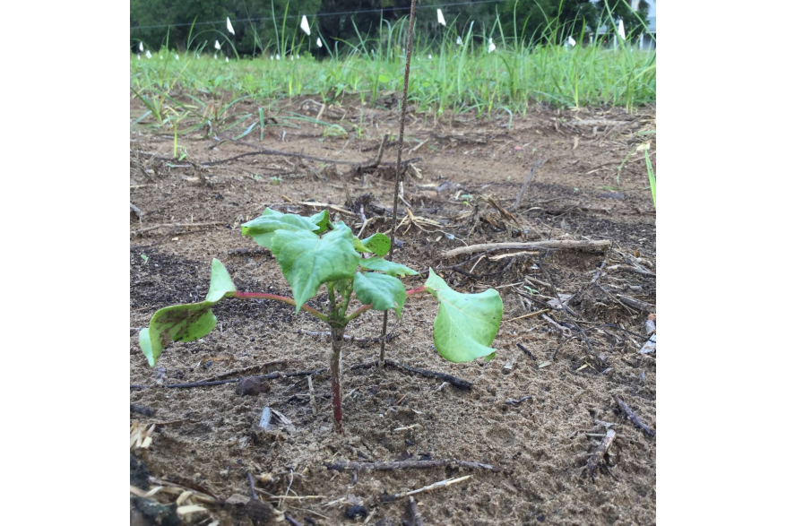 Sea Island Cotton Seedling: 1 month after planting