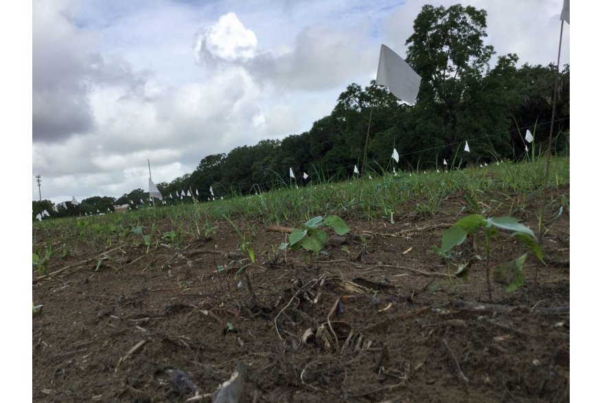 Sea Island Cotton Seedling