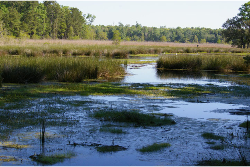 Ravenel Caw Caw Interpretive Center