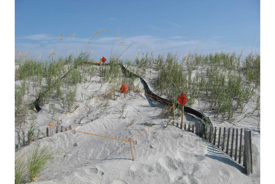 Loggerhead Nesting at Folly Beach County Park