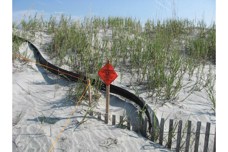Loggerhead Nesting at Folly Beach County Park