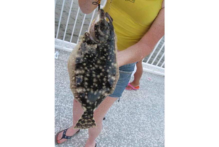 16 inch Flounder