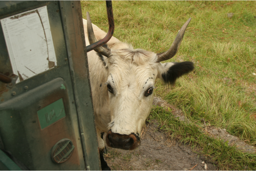 Cracker cow poking head through open bus door for corn on a Babcock Ranch Eco Tour
