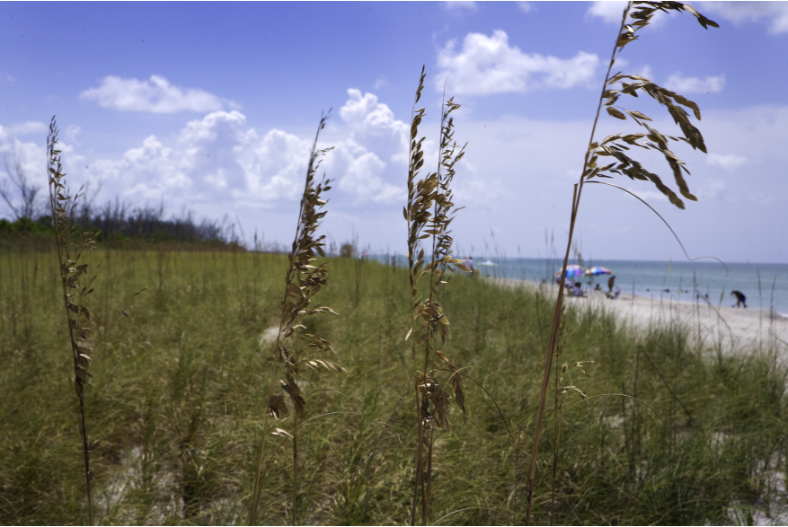 Stump Pass Beach State Park, beach grasses in foreground and soft-focus beach, people, blue sky and blue water in the background